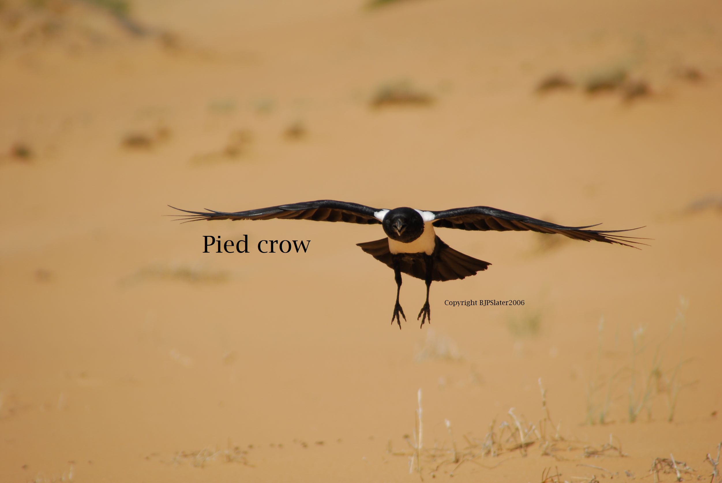 Ben pied crow small